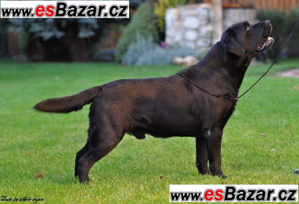 Labrador retriever