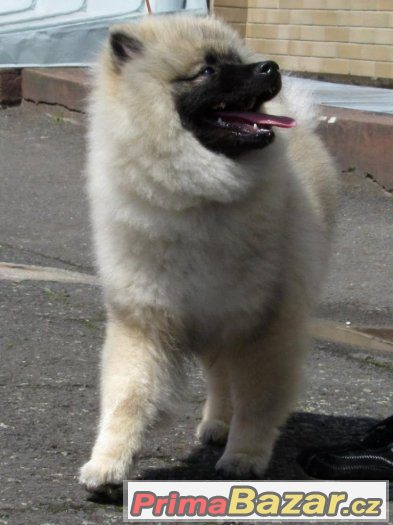 Německý špic vlčí / Keeshond