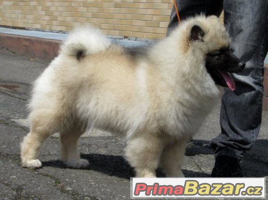 Německý špic vlčí / Keeshond