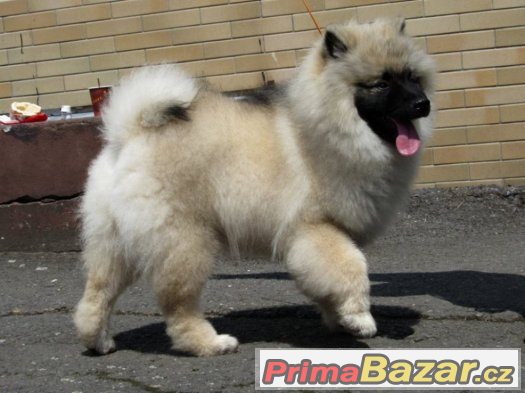 Německý špic vlčí / Keeshond