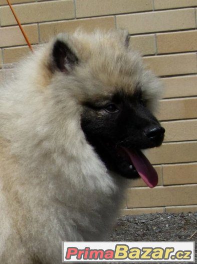 Německý špic vlčí / Keeshond