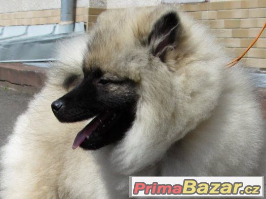 Německý špic vlčí / Keeshond