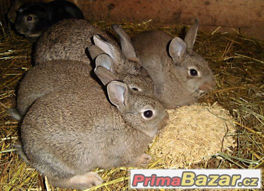 Divoký králík samci ZAMLUVENÍ