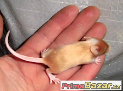 myši bílé, barevné laboratorní