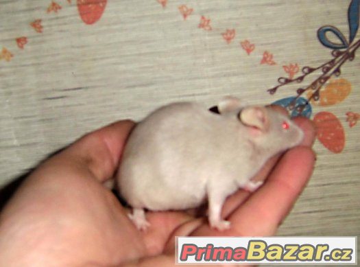myši bílé, barevné laboratorní