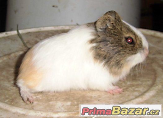 Morčátka Morčátka