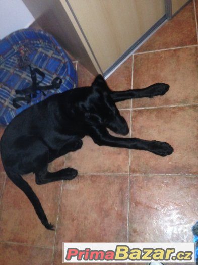 Daruji 5ti měsíční štěně labradora jmenem Marly (bez PP)