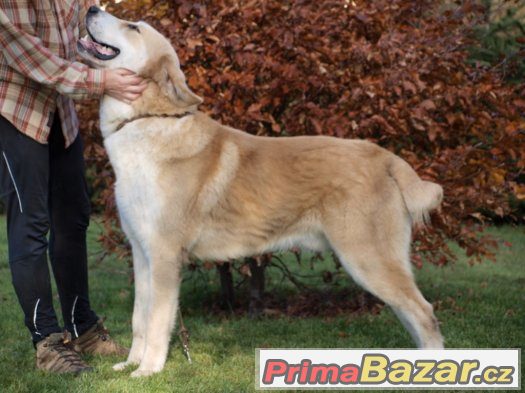 Středoasijský pastevecký pes s PP