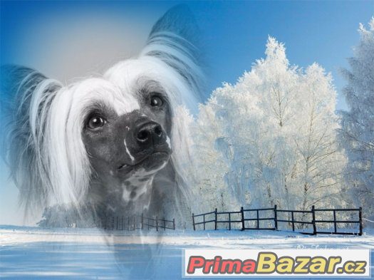 čínský chocholatý pes s pp čínský chocholatý pes s pp