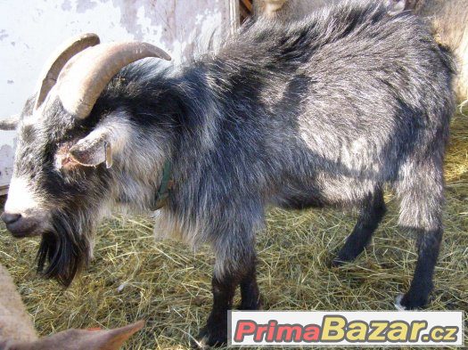 kamerunský kozel a koza(PRODANÁ)