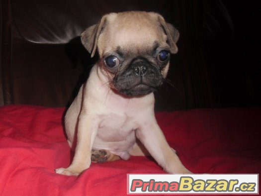 Mops Mops