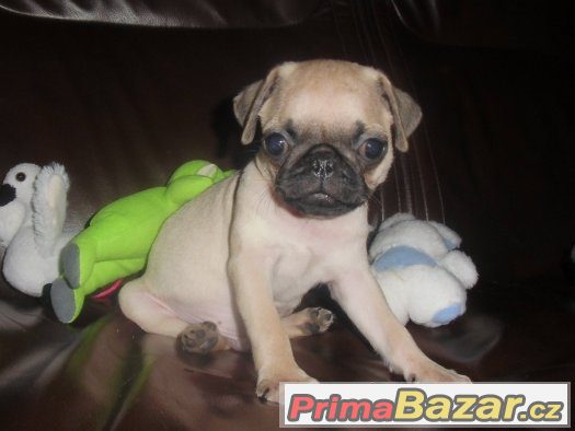 Mops Mops