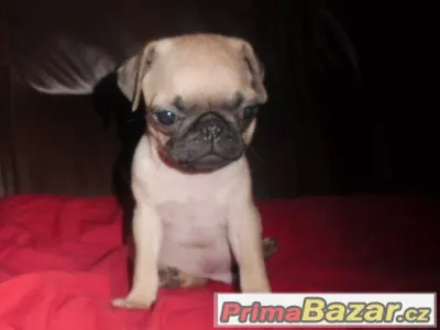 Mops
