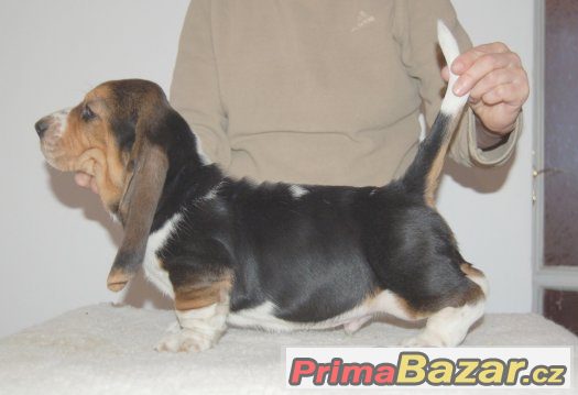 Basset hound - pejsek