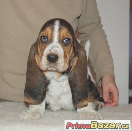 Basset hound - pejsek Basset hound - pejsek