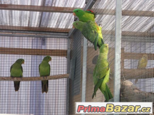 Prodej papoušků červenokřídlých