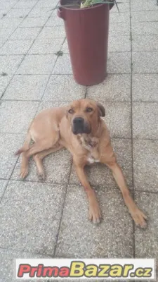 Darujeme Ridgebacka