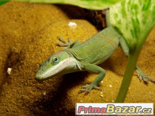 Anolis carolinensis