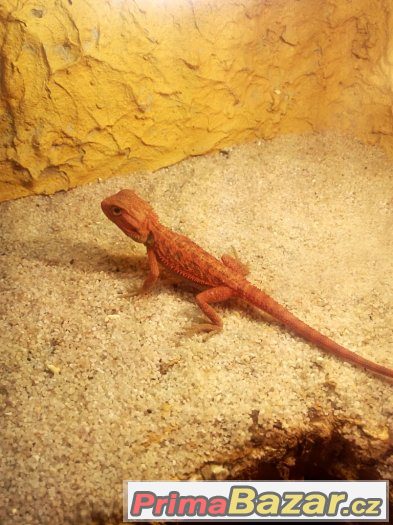 agama-vousata-red