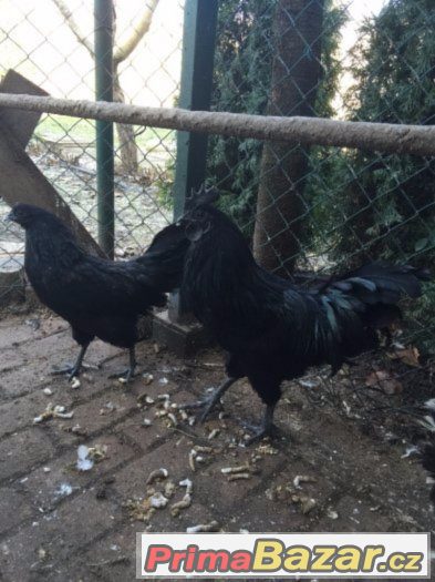 ayam-cemani-kohut