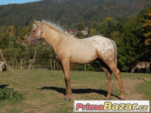 Appaloosa odstávče