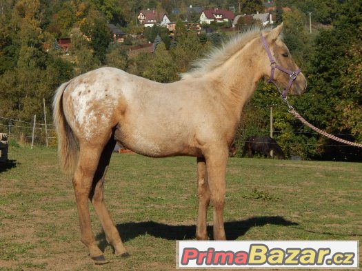 Appaloosa odstávče