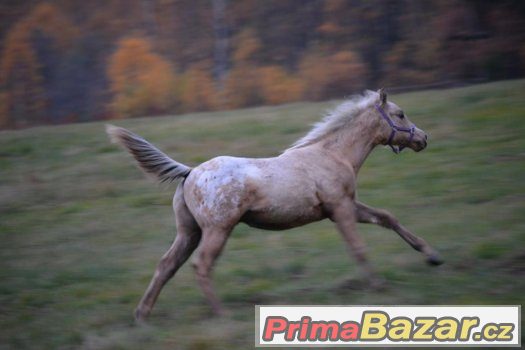 Appaloosa odstávče