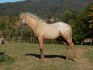 Appaloosa odstávče
