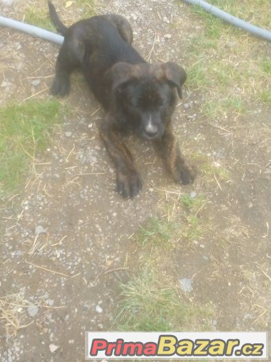 specha:daruji stěně cane corso x bernský salašnický specha:daruji stěně cane corso x bernský salašnický