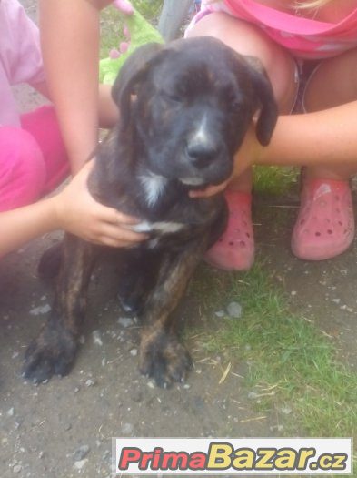 specha:daruji stěně cane corso x bernský salašnický specha:daruji stěně cane corso x bernský salašnický