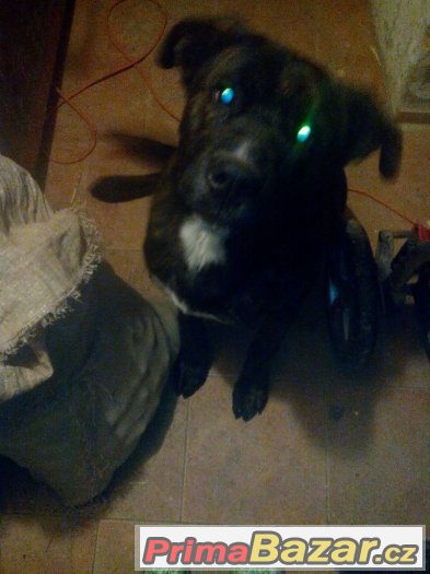 specha:daruji stěně cane corso x bernský salašnický specha:daruji stěně cane corso x bernský salašnický
