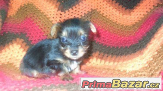 jorksirsky-terier-x-civava-mini-fenka-a-chlapecek