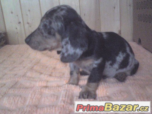jezevcik-trpaslici-kratkosrsty-blumerle