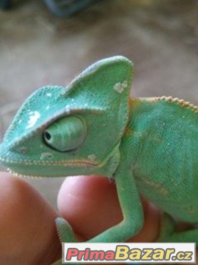 chamaeleo-calyptratus-chameleon-jemensky