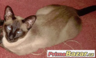 Prosím o pomoc při hledání ztraceného siamského kocourka
