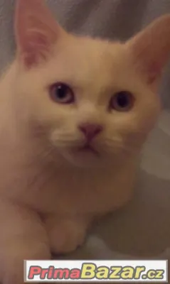 Britská koťátka s PP