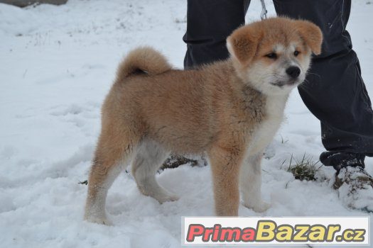 akita-inu-s-pp