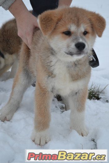 Akita Inu s PP Akita Inu s PP