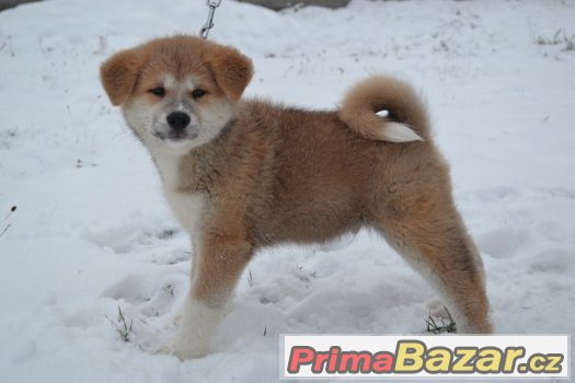 Akita Inu s PP Akita Inu s PP