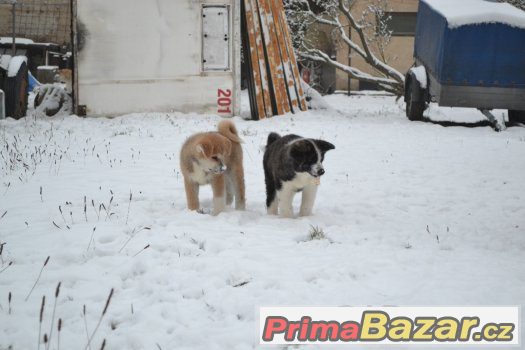 Akita Inu s PP Akita Inu s PP