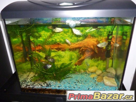 kompletni-akvarium-s-rybami
