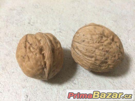 Vlašské ořechy neloupané