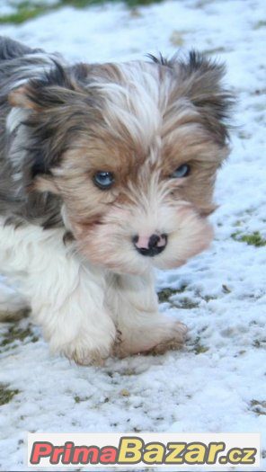 barevny-yorkshire-jorksirsky-yorksirsky-terier-s-pp