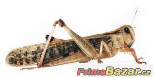 Krmný hmyz-Saramčata - Cvrčci