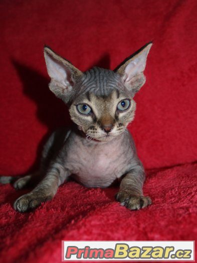 Devon rex s PP.