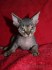 Devon rex s PP.