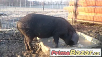 Prodám prase přikuklené