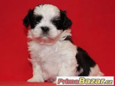Shih-tzu, ši-tzu štěňátka s PP
