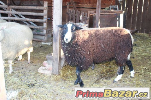 čistokrevný beran Zwartbles