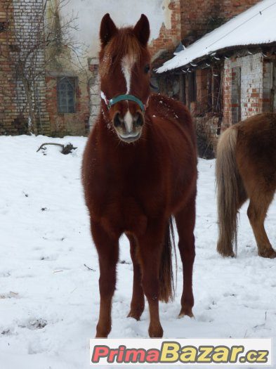 mlada-perspektivni-klisna-pony